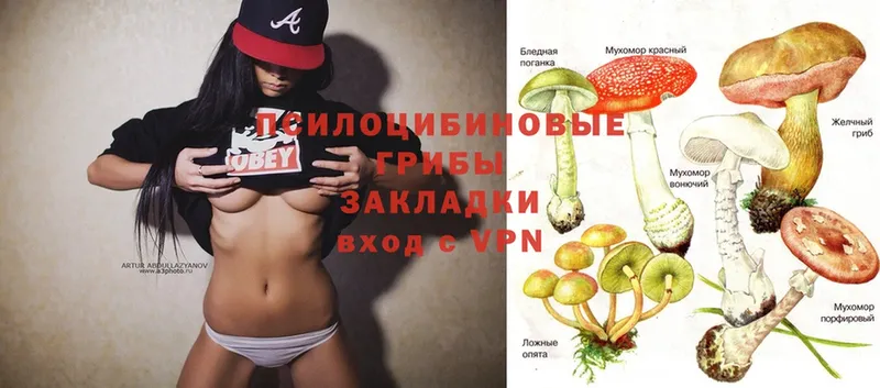 Галлюциногенные грибы Psilocybe  Стерлитамак 